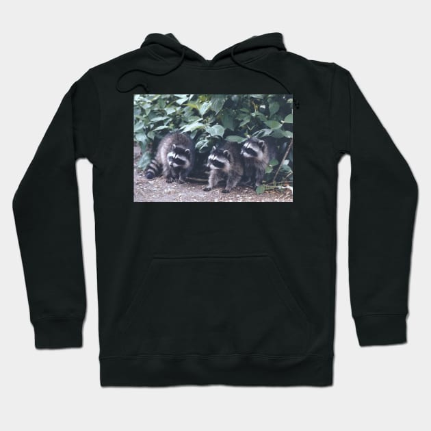 Baby Raccoons. Hoodie by Canadaman99